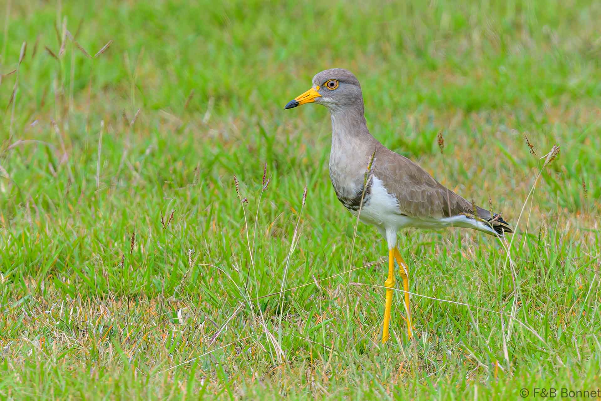 Grey-headed Lapwing - Thailand - Ban Thung Yai - 2023