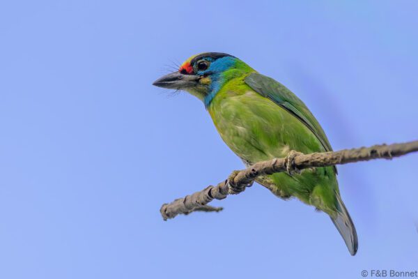 Indochinese Barbet - Vietnam - Di Linh - 2026