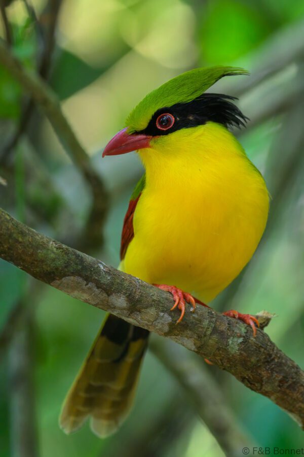 Indochinese Green Magpie - Vietnam - Di Linh - 2026