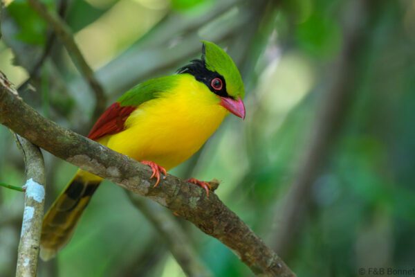 Indochinese Green Magpie - Vietnam - Di Linh - 2026