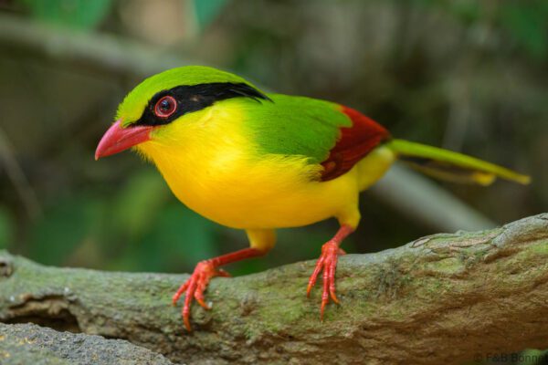 Indochinese Green Magpie - Vietnam - Di Linh - 2026