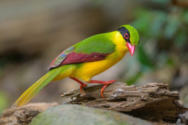 Indochinese Green Magpie - Vietnam - Di Linh - 2026