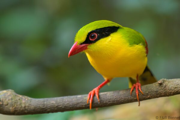 Indochinese Green Magpie - Vietnam - Di Linh - 2026