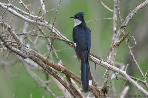 Jacobin Cuckoo - South Africa - Kruger NP - 2025