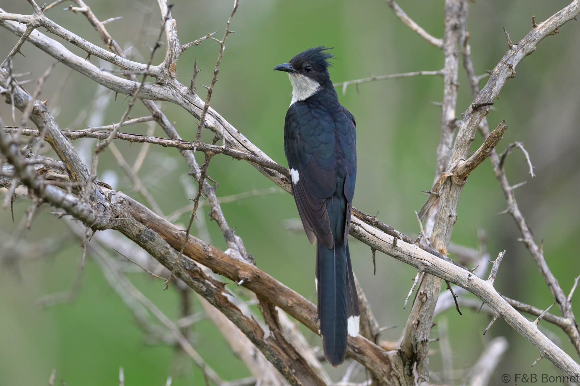 Jacobin Cuckoo - South Africa - Kruger NP - 2025