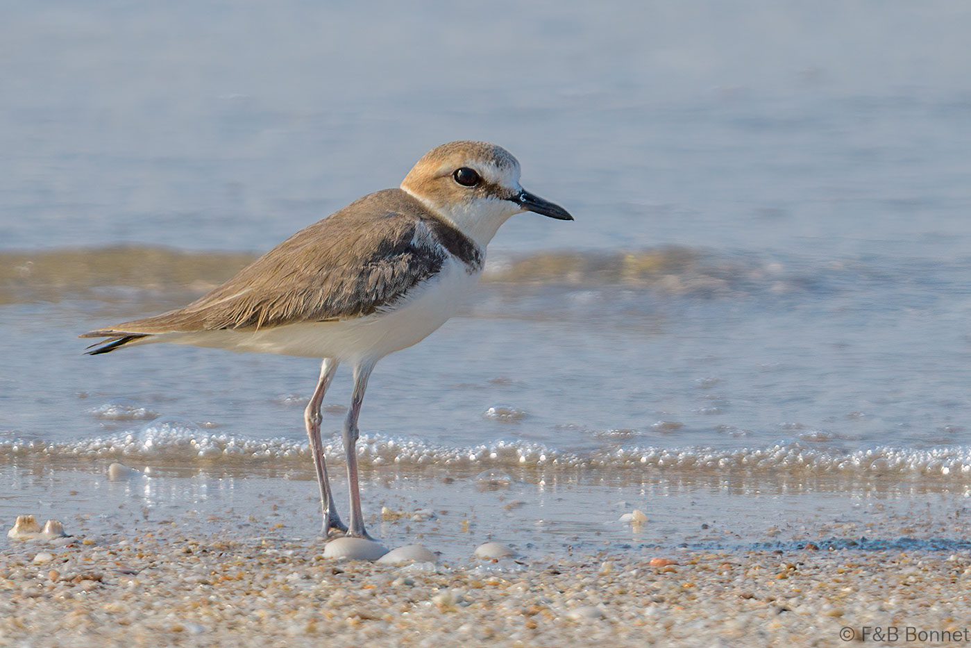 Kentish Plover - Thailand - Pak Thale - 2023