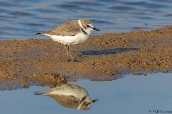 Kentish Plover - Thailand - Pak Thale - 2023