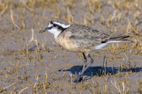 Kittlitz's Plover - South Africa - De Hoop- 2021