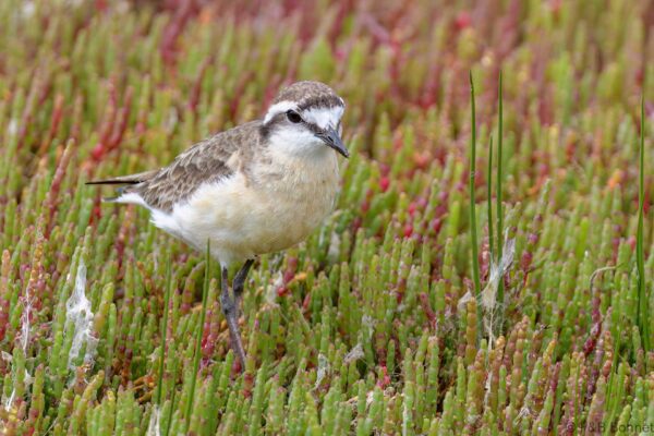 Kittlitz's Plover - South Africa - Langebaan - 2024
