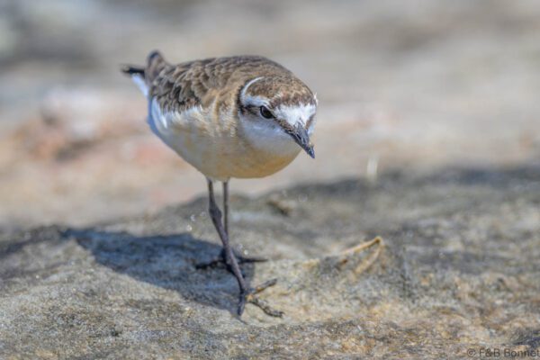 Kittlitz's Plover - South Africa - Langebaan - 2024