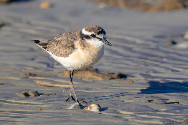 Kittlitz's Plover - South Africa - Velddrif - 2024