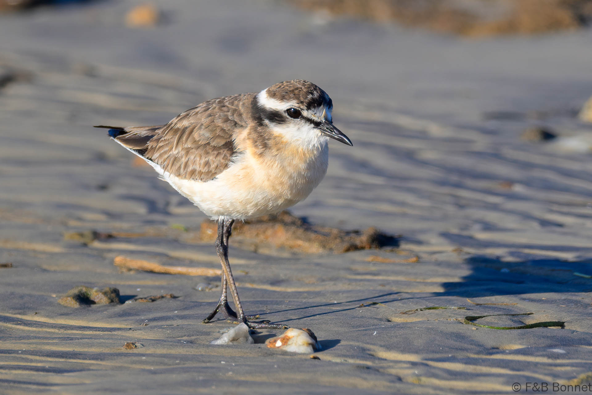 Kittlitz's Plover - South Africa - Velddrif - 2024