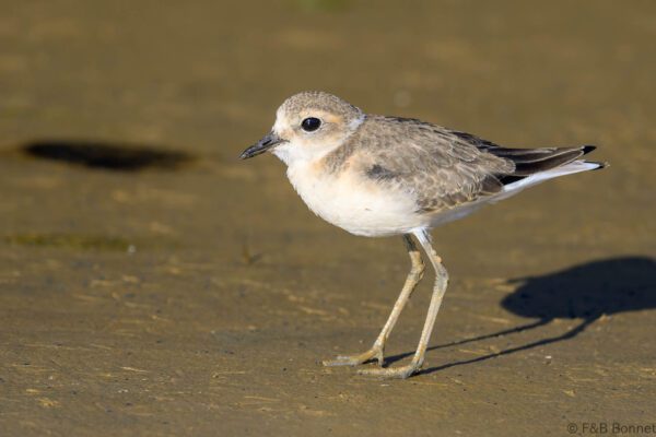 Kittlitz's Plover - South Africa - Velddrif - 2024