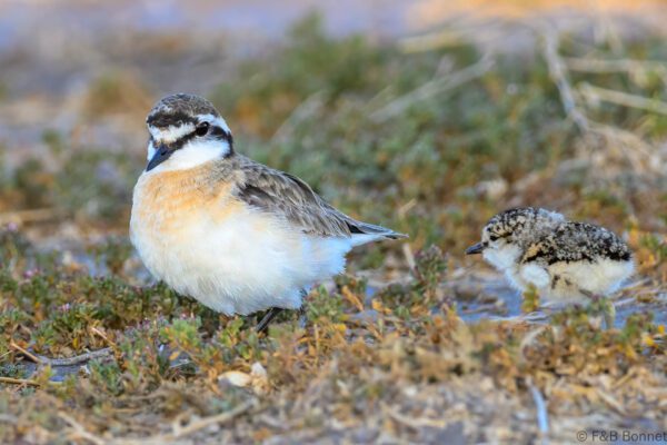 Kittlitz's Plover - South Africa - Khoisan Karoo Conservancy - 2025