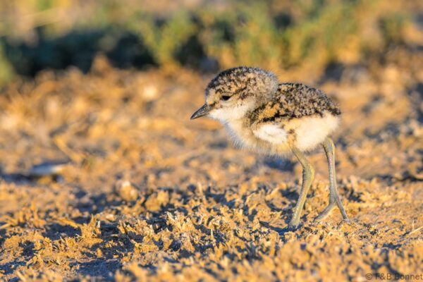 Kittlitz's Plover (imm.) - South Africa - Khoisan Karoo Conservancy - 2025
