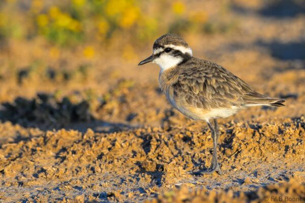 Kittlitz's Plover - South Africa - Khoisan Karoo Conservancy - 2025