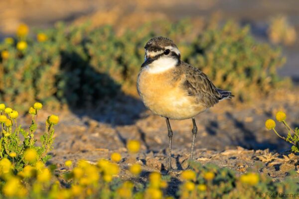 Kittlitz's Plover - South Africa - Khoisan Karoo Conservancy - 2025