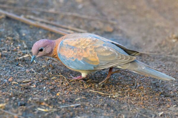 Tourterelle maillée - Senegal - Wassadou - 2023