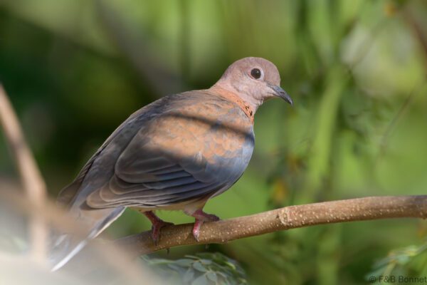 Tourterelle maillée - Senegal - Kafountine - 2023