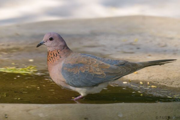 Tourterelle maillée - Senegal - Ndangane - 2023