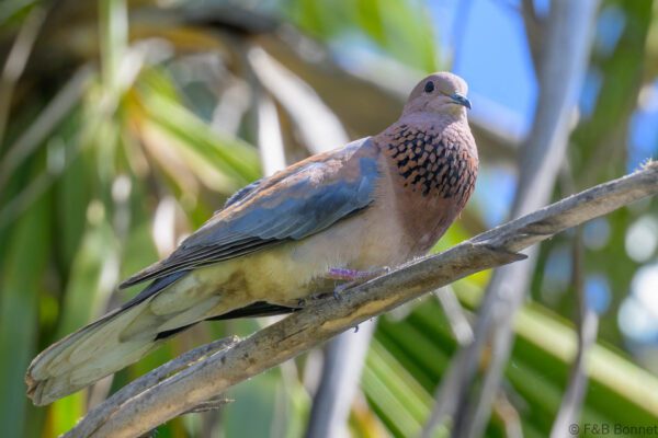 Laughing Dove - South Africa - Clanwilliam - 2024