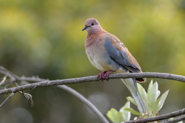 Laughing Dove - South Africa - Cape Town - 2024