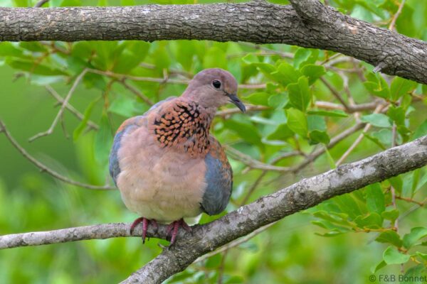 Laughing Dove - South Africa - Kruger NP - 2025