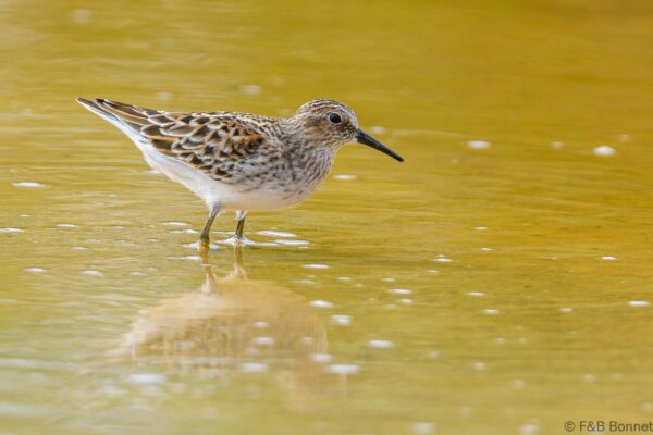 Correlimos menudillo - Ecuador - Galápagos - 2023