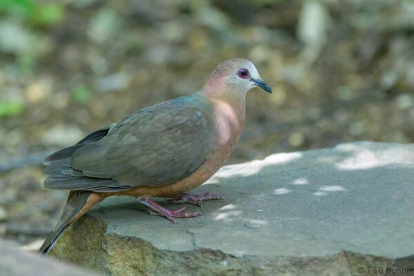 Lemon Dove - South Africa - Dlinza forest - 2025