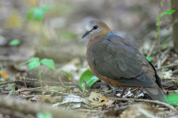 Lemon Dove - South Africa - Dlinza forest - 2025