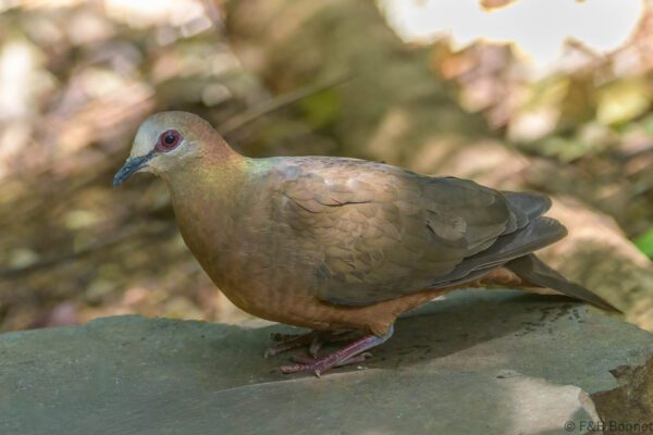 Lemon Dove - South Africa - Dlinza forest - 2025