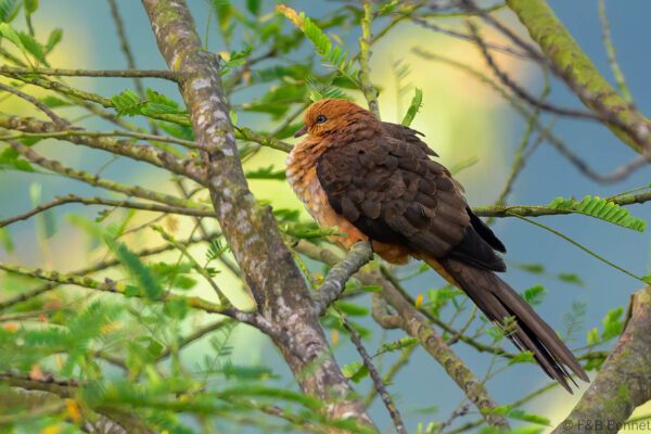 Little Cuckoo Dove - Indonesia - East Java - 2025