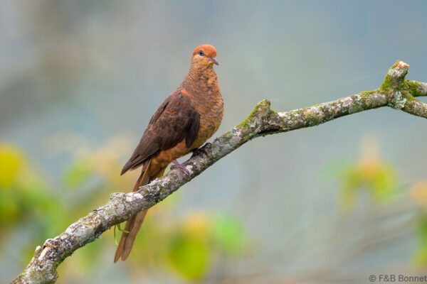 Little Cuckoo Dove - Indonesia - East Java - 2025