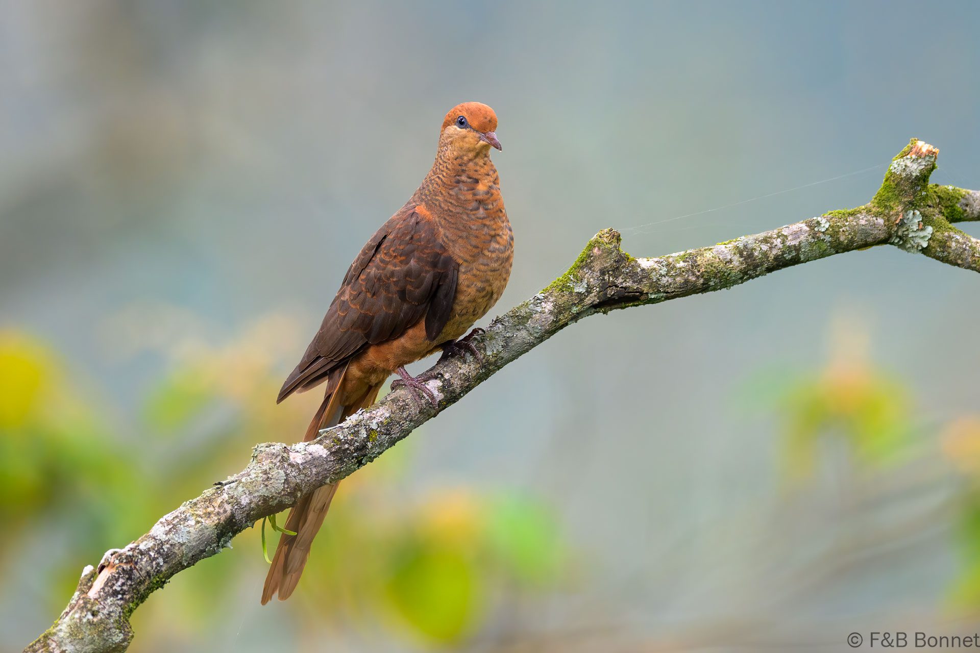 Little Cuckoo Dove - Indonesia - East Java - 2025