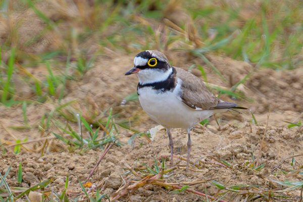 Little Ringed Plover - Thailand - Ban Nong Dok - 2023