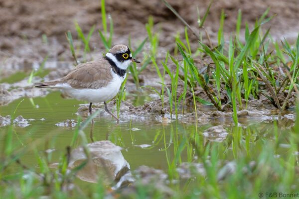 Little Ringed Plover - Thailand - Ban Nong Dok - 2023