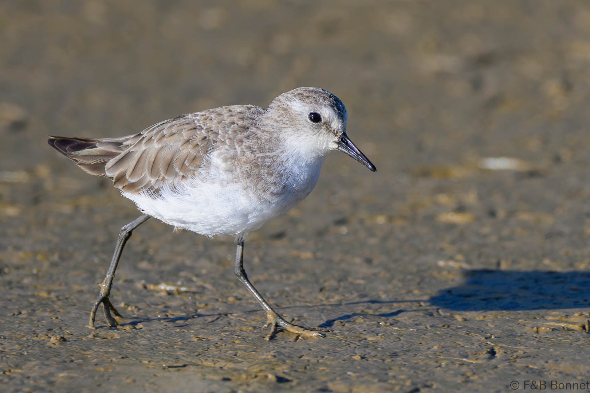 Little Stint - South Africa - Velddrif - 2024