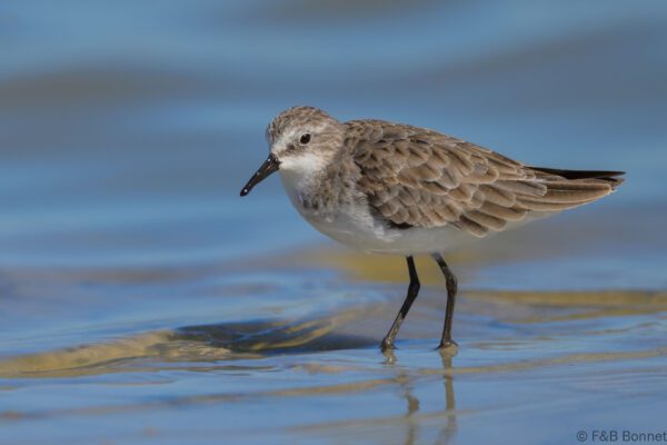 Little Stint - South Africa - Velddrif - 2024