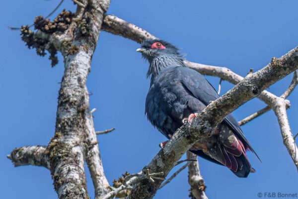Founingo bleu - Madagascar - Ranomafana - 2023