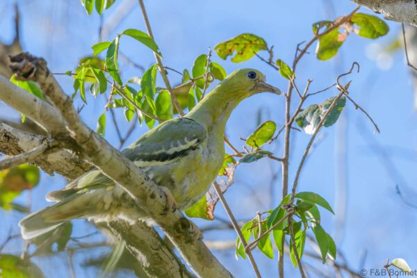 Colombar maïtsou - Madagascar - Zombiste NP - 2023