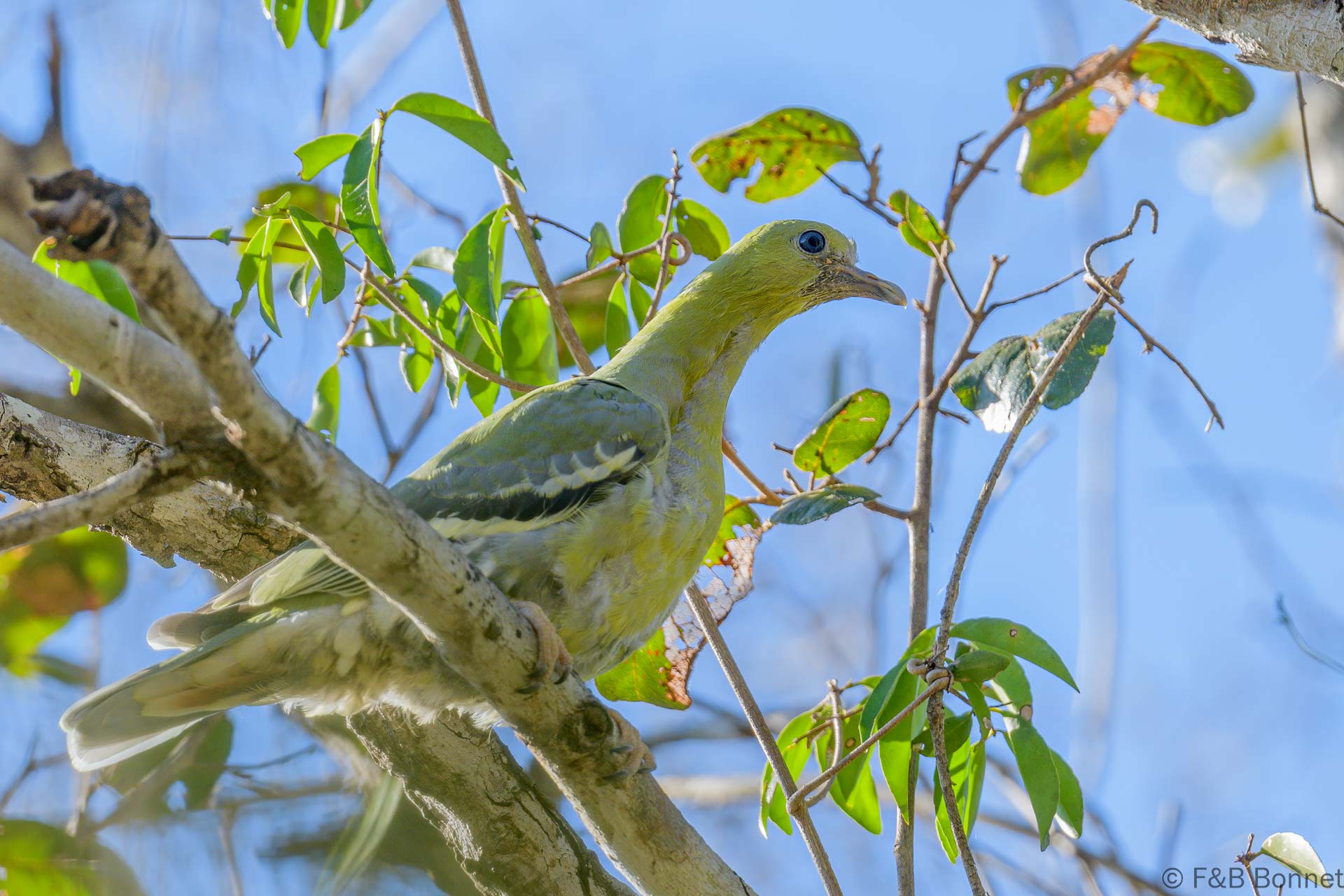 Colombar maïtsou - Madagascar - Zombiste NP - 2023