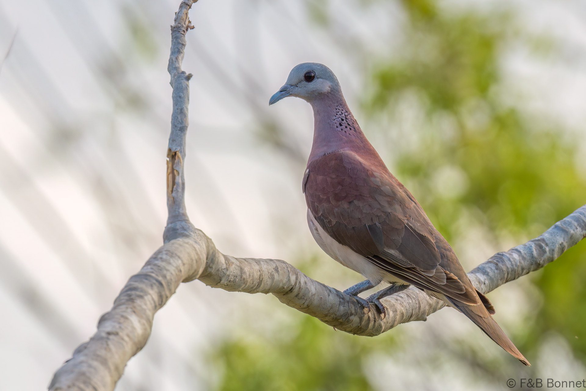 Pigeon de Madagascar - Madagascar - Tulear - 2023