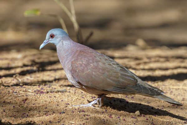 Pigeon de Madagascar - Madagascar - Zombiste NP - 2023