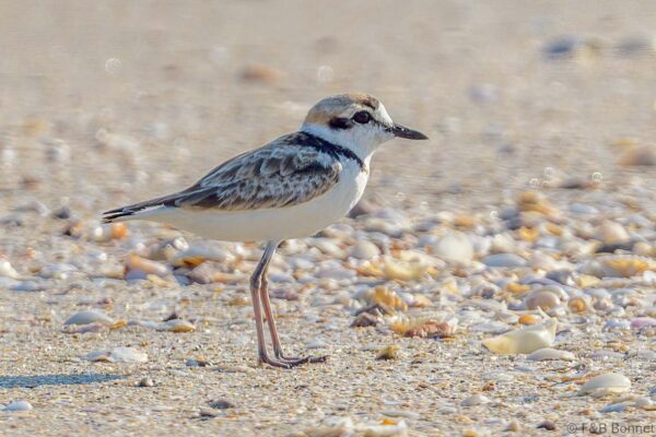 Malay Plover - Thailand - Pak Thale - 2023