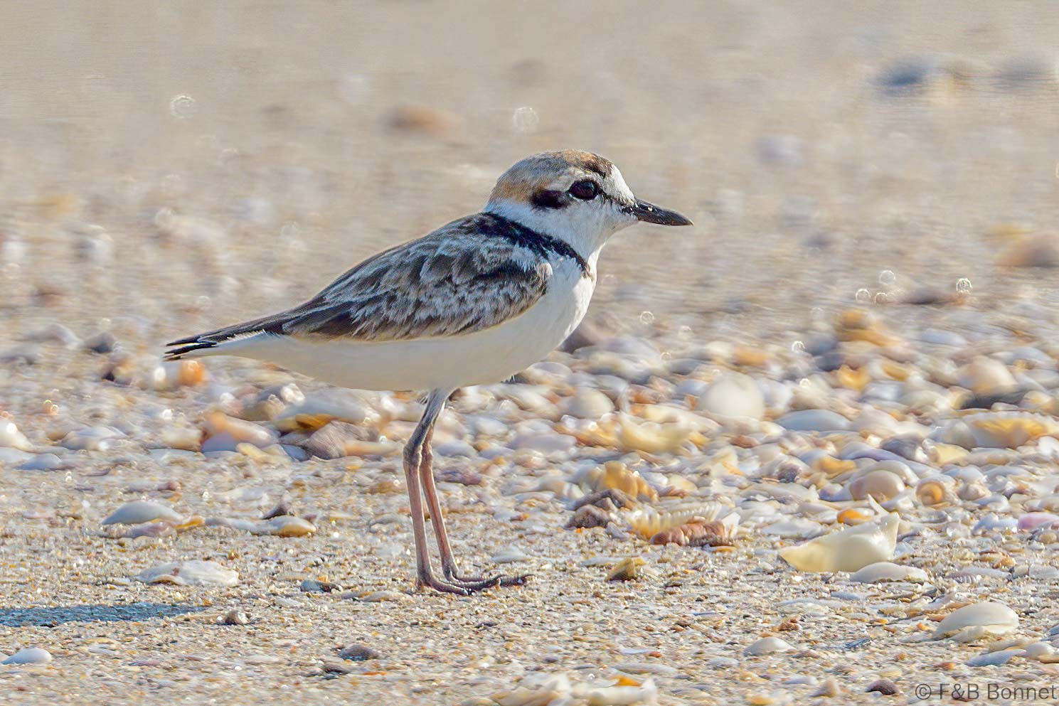 Malay Plover - Thailand - Pak Thale - 2023