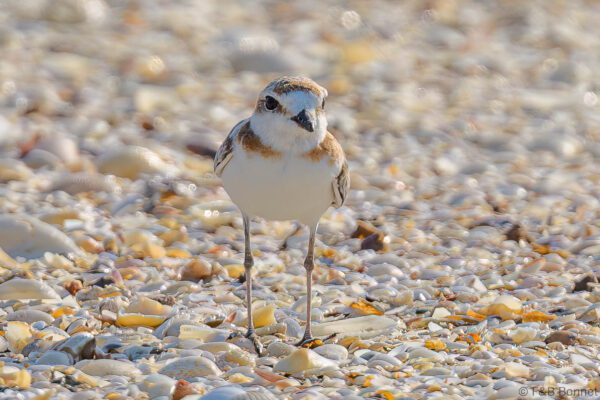 Malay Plover - Thailand - Pak Thale - 2023