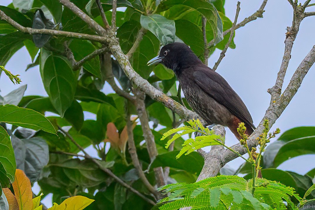 Maroon Oriole ♀ - Vietnam - Di Linh - 2026