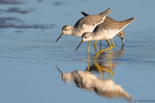 Marsh Sandpiper - South Africa - Velddrif - 2024