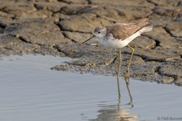 Marsh Sandpiper - Thailand - Pak Thale - 2023