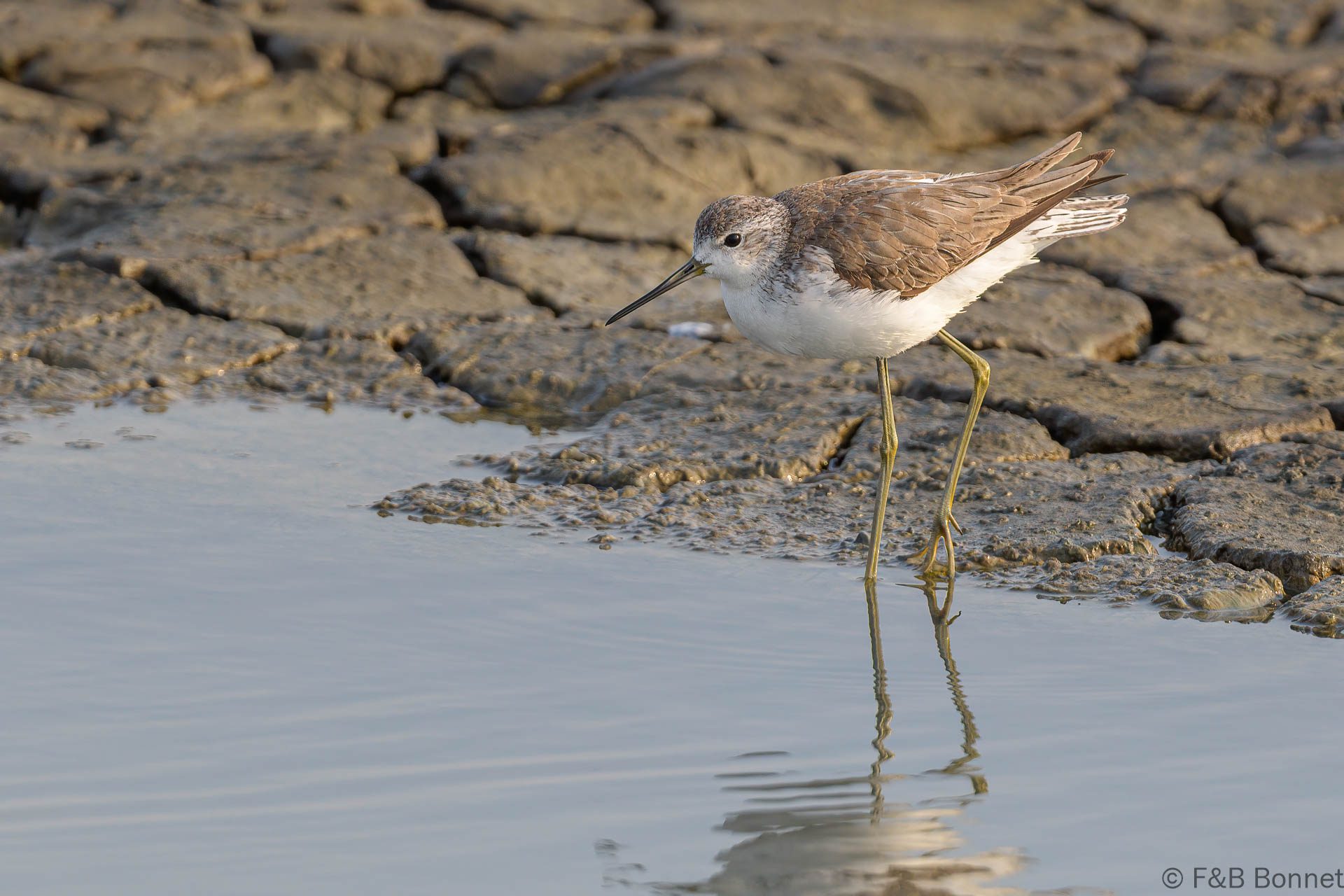 Marsh Sandpiper - Thailand - Pak Thale - 2023